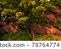 Trees on a stones 78764774