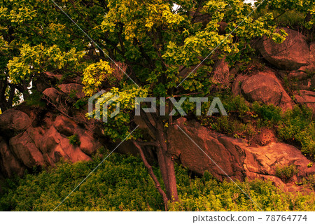 Trees on a stones 78764774