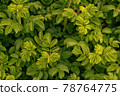 rose hip bush 78764775