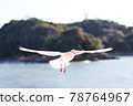 在天空中飛翔的海鷗 78764967