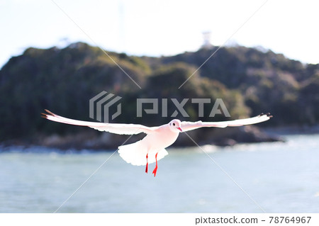 在天空中飛翔的海鷗 在天空中飛翔的海鷗 78764967