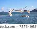 一群海鷗 78764968