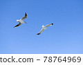 飛行藍天的海鷗 78764969