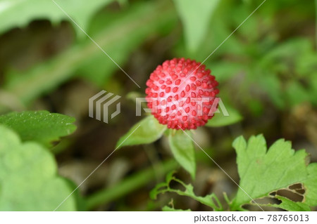 蛇草莓的果子 78765013