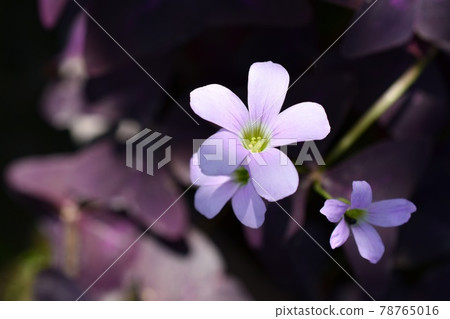 Oxalis·Trian Gulis 78765016