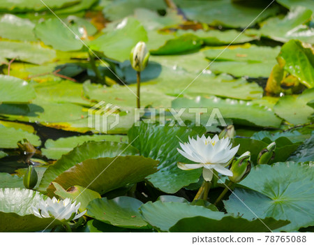 Water lily 7 white Water lily 7 white 78765088