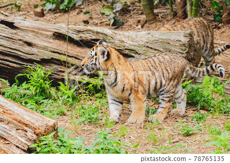 Amur tiger baby and mom 78765135