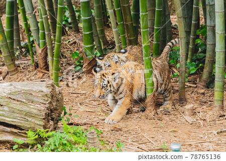 Amur tiger baby and mom Amur tiger baby and mom 78765136