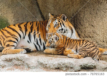 Amur tiger baby and mom Amur tiger baby and mom 78765163