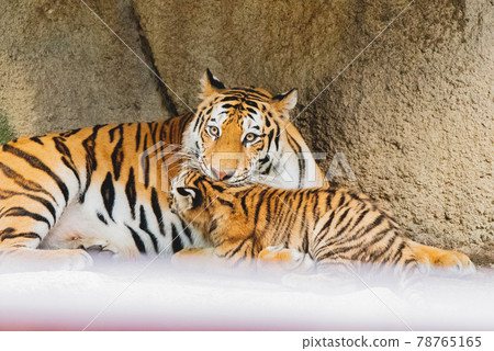 Amur tiger baby and mom 78765165