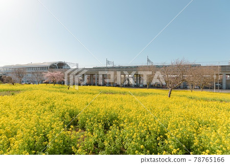 Rape field in front of Kawawacho Station (Yokohama Municipal Subway Green Line) Rape field in front of Kawawacho Station (Yokohama Municipal Subway Green Line) 78765166