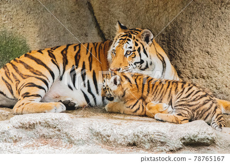 Amur tiger baby and mom Amur tiger baby and mom 78765167