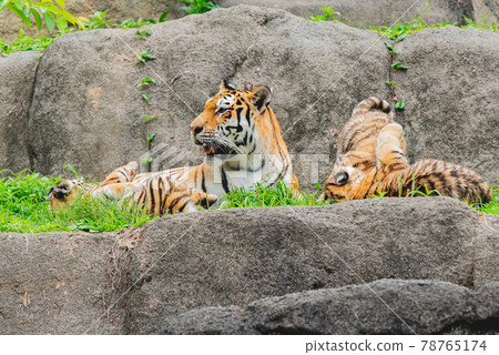 Amur tiger baby and mom 78765174
