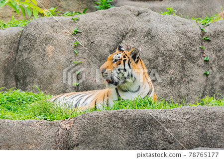 Amur tiger baby and mom Amur tiger baby and mom 78765177