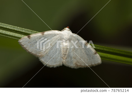 A two-spotted white geometer moth with mites 78765214