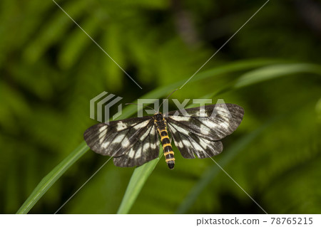 Dragonfly Edakashu Dragonfly Edakashu 78765215