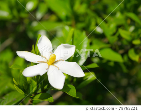 子花 子花 78765221