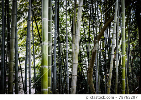 Japanese bamboo grove Japanese bamboo grove 78765297