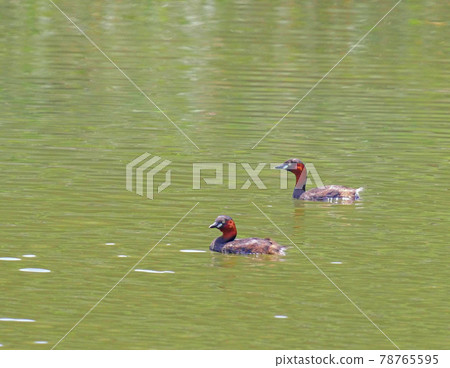 Little Grebe 1 夏葉對 78765595