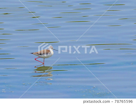 Black-winged stilt 78765596