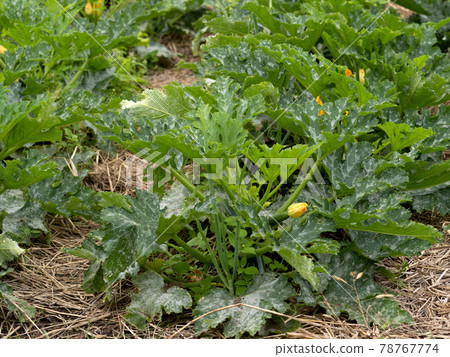 Zucchini field Zucchini field 78767774