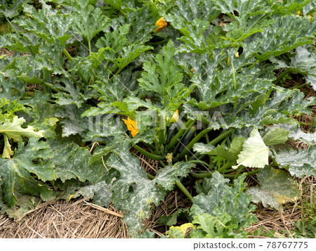 西葫蘆田 78767775