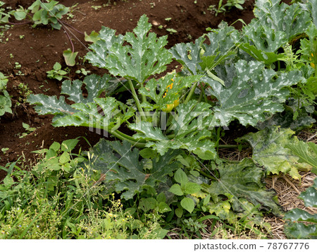 西葫蘆田 78767776