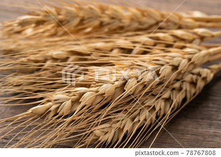 Wheat ears Wheat ears 78767808
