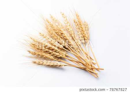 小麥的耳朵 78767827