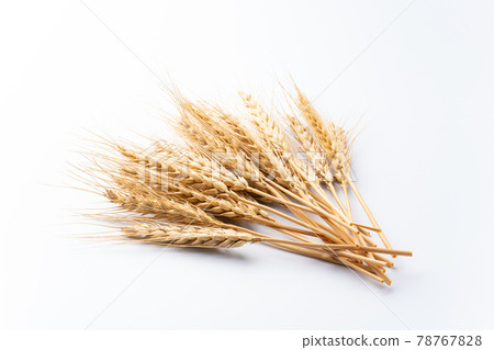 小麥的耳朵 78767828