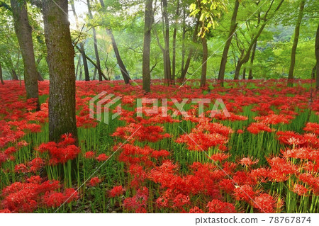 Cluster amaryllis in Kinchakuda, where the Asahi shines 78767874