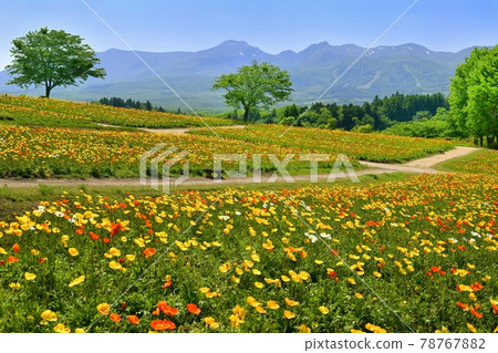 那須山脈和罌粟花田 那須山脈和罌粟花田 78767882