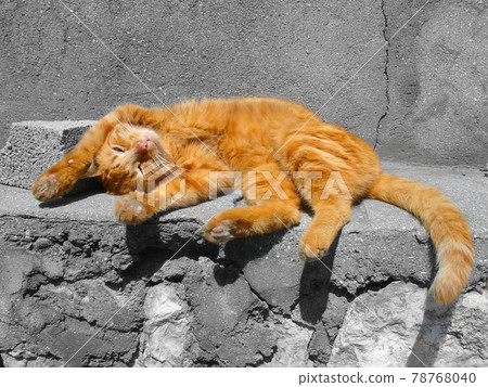 Close up image of the sleeping male cat. Close up image of the sleeping male cat. 78768040