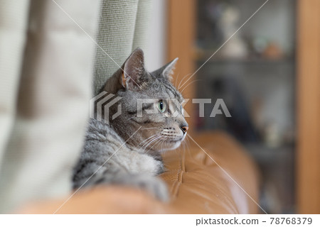 Relaxing cat, Sabatra cat Relaxing cat, Sabatra cat 78768379