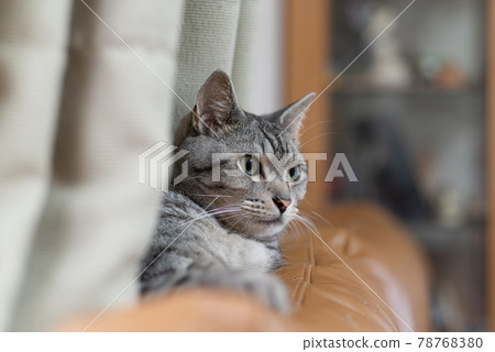 Staring cat, Sabatra cat Staring cat, Sabatra cat 78768380