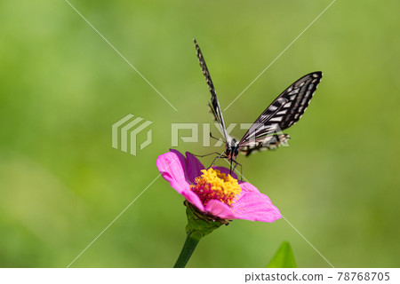 堅持花的Swallowtail蝴蝶 堅持花的Swallowtail蝴蝶 78768705