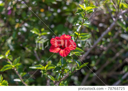 Kushimoto Ohashi (Sunny in May) 78768725