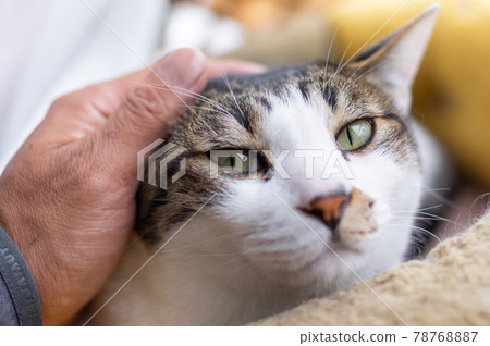 Kijitora貓撫摸著一隻放鬆的貓 Kijitora貓撫摸著一隻放鬆的貓 78768887