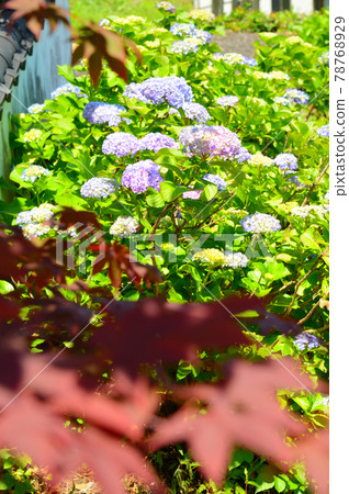 hydrangea   78768929