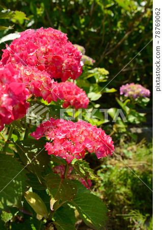 hydrangea   hydrangea   78769062