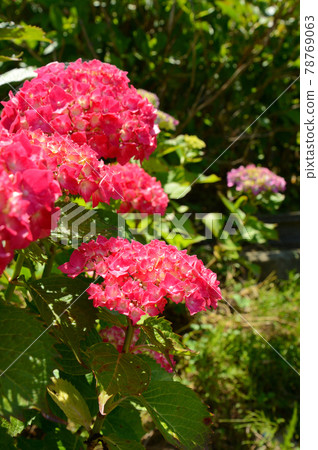 hydrangea   hydrangea   78769063