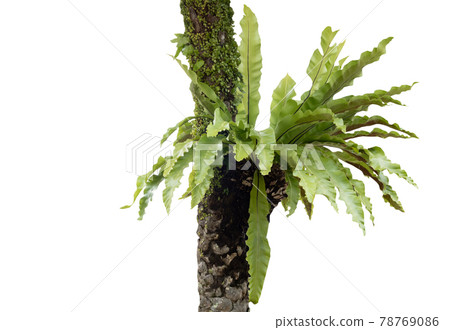 Asplenium nidus fern or Bird's nest fern and moss combine on palm tree isolated on white background with clipping path, famous plant for decoration indoor and outdoor Asplenium nidus fern or Bird's nest fern and moss combine on palm tree isolated on white background with clipping path, famous plant for decoration indoor and outdoor 78769086
