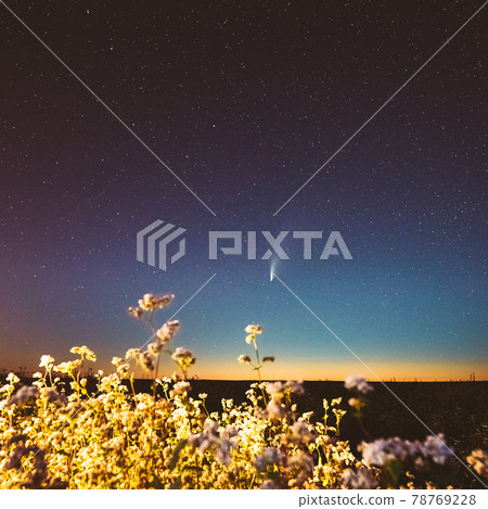 Europe. 18 July 2020. Comet Neowise C 2020 F3 In Night Starry Sky Above Flowering Buckwheat Agricultural Field. Night Stars In July Month. Europe. 18 July 2020. Comet Neowise C 2020 F3 In Night Starry Sky Above Flowering Buckwheat Agricultural Field. Night Stars In July Month. 78769228