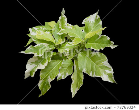 Pisonia grandis  spotted leaves as an ornamental plant with edible leave sisolated on black with clipping path,Cabbage Tree, Lettuce tree or  moonlight tree. 78769324