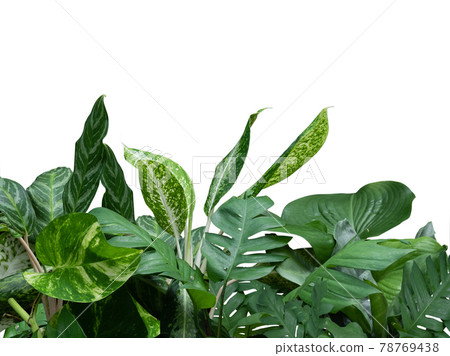 Tropical greenery leaves foliage plant arrangement with Philodendron, Dume cane isolated on black background Tropical greenery leaves foliage plant arrangement with Philodendron, Dume cane isolated on black background 78769438
