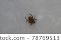 Small spider on the white linen background. Close-up spider photo shot on white background 78769513
