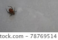 Small spider on the white linen background. Close-up spider photo shot on white background 78769514