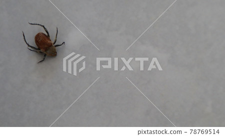 Small spider on the white linen background. Close-up spider photo shot on white background Small spider on the white linen background. Close-up spider photo shot on white background 78769514