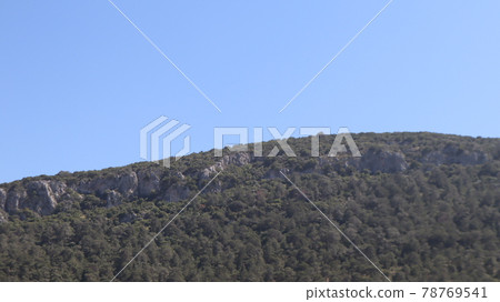 Green fir tree in natural background in Turkey. Pine tree forest background 78769541