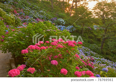 Shimoda City, Shizuoka Prefecture Izu Shimoda Park Evening view of hydrangea, a famous hydrangea Shimoda City, Shizuoka Prefecture Izu Shimoda Park Evening view of hydrangea, a famous hydrangea 78769561
